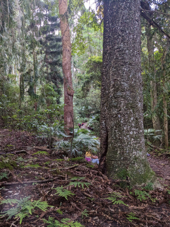 Group of individuals immersed in nature, practicing forest bathing and ecotherapy, connecting with trees and natural surroundings, Central Coast NSW